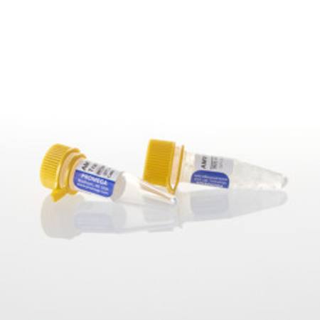 Buy AMV Reverse Transcriptase, 300u in NZ. 