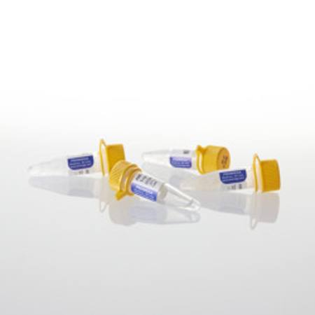 Buy AMV Reverse Transcriptase, 1,000u in NZ.