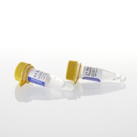 Buy S1 Nuclease, 10,000u in NZ.