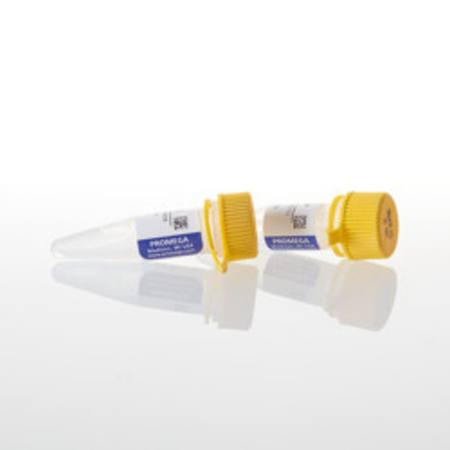Buy AMV Reverse Transcriptase (HC), 600u in NZ.