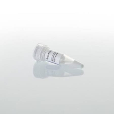 Buy Anti-Foam Reagent, 300ul in NZ. 