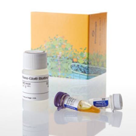 Buy Nano-Glo(R) HiBiT Blotting System, 100ml in NZ.