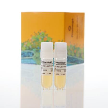 Buy HEK293 LgBiT Cell Line in NZ.