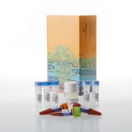 Buy NanoBRET(R) TE Intracellular RAF Dimer Assay A, 1000 assays in NZ.