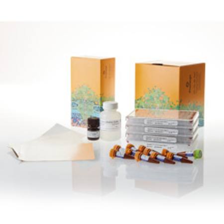 Buy NanoBRET(R) TE K192 Kinase Selectivity System in NZ.