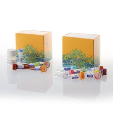 Buy NanoBRET(R) TE CDK Selectivity System A in NZ.