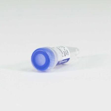 Buy NanoLuc(R)-MAP4K3 Fusion Vector in NZ.