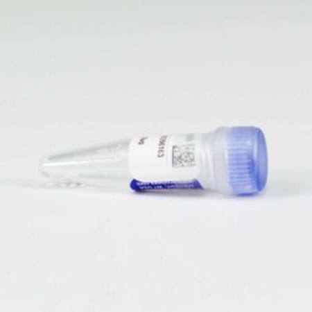Buy NanoLuc(R)-STK32B Fusion Vector in NZ.