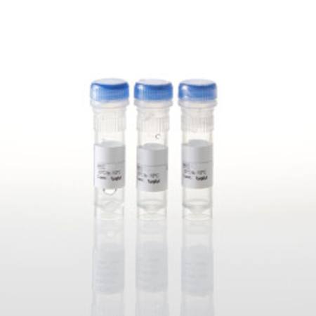 CCNE1 Expression Vector