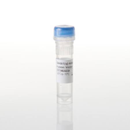 Buy SmBiT(q)-KRAS(G12V) Fusion Vector in NZ.