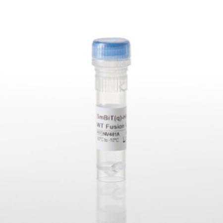 Buy SmBiT(q)-HRAS WT Fusion Vector in NZ.