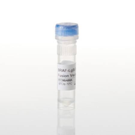 Buy BRAF-LgBiT Fusion Vector in NZ. 