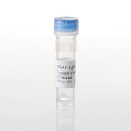Buy CRAF-LgBiT Fusion Vector in NZ. 