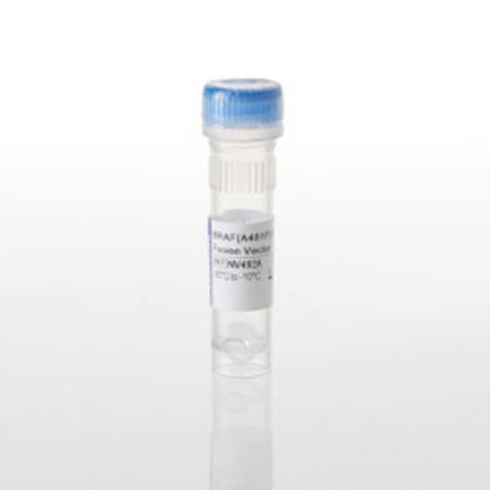 Buy BRAF(A481F)-SmBiT(q) Fusion Vector in NZ. 