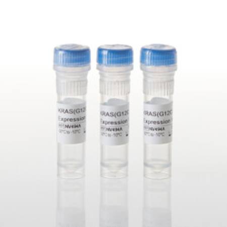Buy KRAS(G12C) Expression Vector in NZ. 