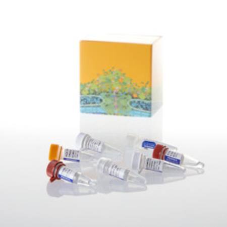 Buy T7 RiboMAX(TM) Express Large Scale RNA Production System in NZ.