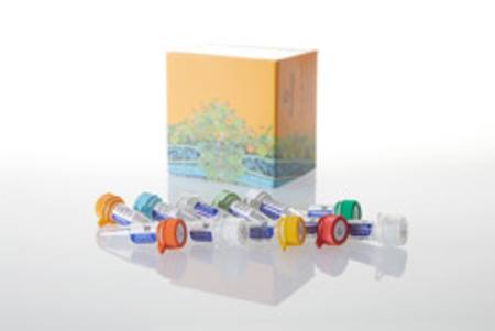 Buy Riboprobe(R) System - T3 in NZ.