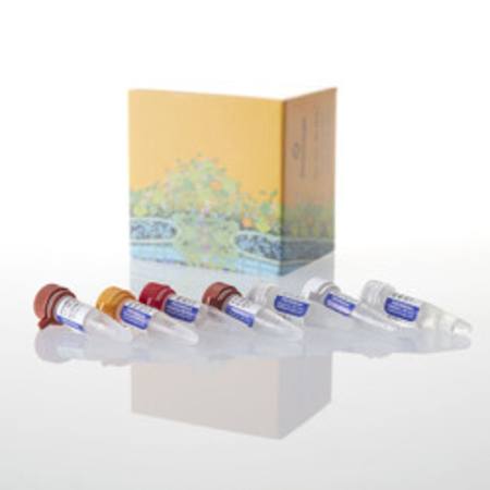 T7 RiboMAX(TM) Express RNAi System