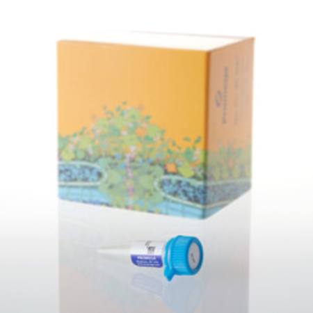 Buy Bacterial Strain JM109, 500ul in NZ.