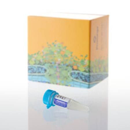 Bacterial Strain JM109(DE3), 500ul