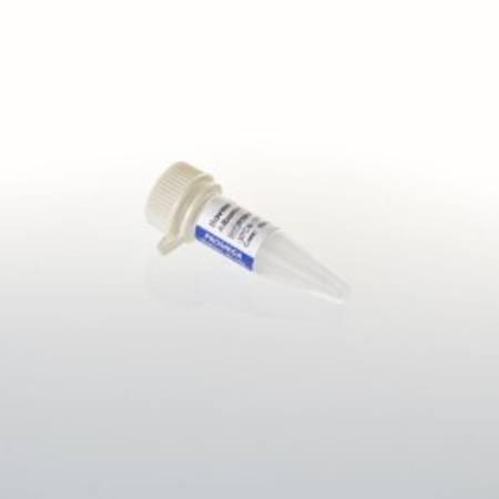 Buy Bovine Serum Albumin, Acetylated, 10mg (10mg/ml) in NZ. 
