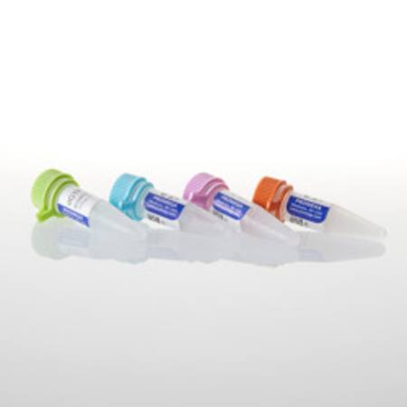 Buy Set of dUTP, dCTP, dGTP, dATP 100mM each, 40umoles each in NZ.