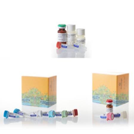 Buy PI3K-Glo(TM) Class I Profiling Kit in NZ.