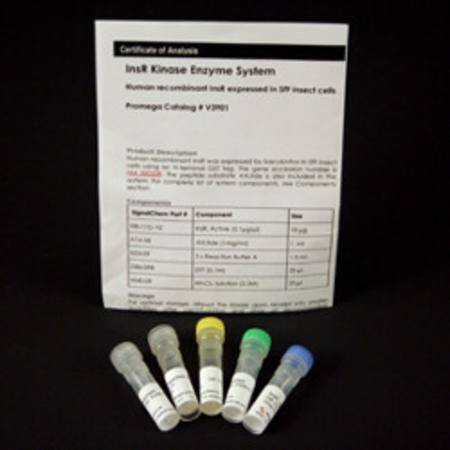 Buy InsR Kinase Enzyme System in NZ. 