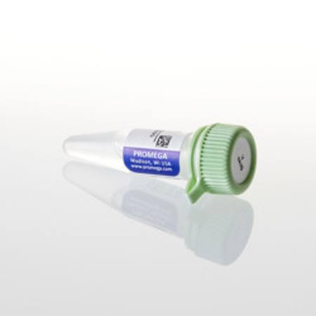 Buy Streptavidin Alkaline Phosphatase, 0.5ml in NZ. 
