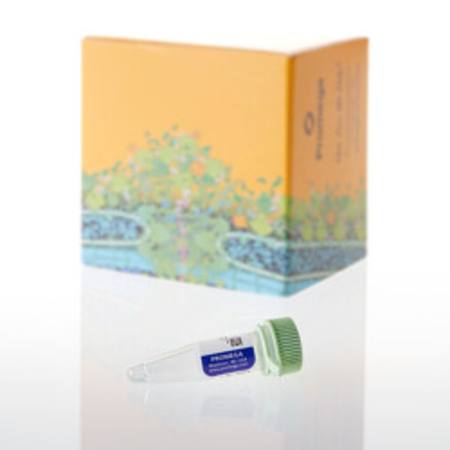 Buy DNA-Dependent Protein Kinase, 2500u in NZ.
