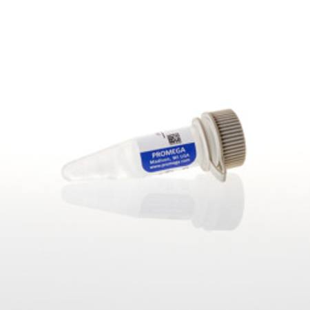 Buy cGMP  1mM, 500ul in NZ. 