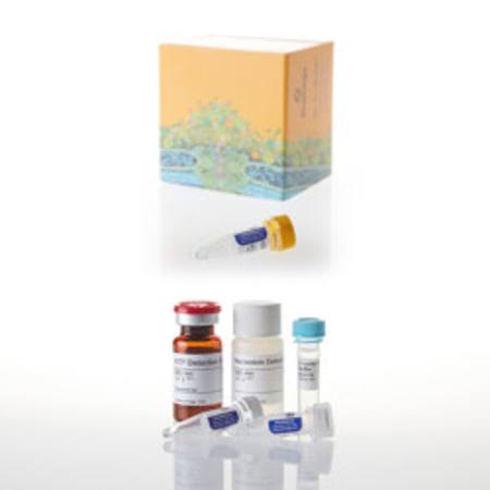 Buy UDP-Glo(TM) Glycosyltransferase Assay, 400 Assays + UDP-GA in NZ. 