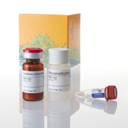 Buy P450-Glo(TM) CYP1A2 Assay, 10ml in NZ.