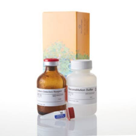 Buy P450-Glo(TM) CYP1A2 Assay, 50ml in NZ. 