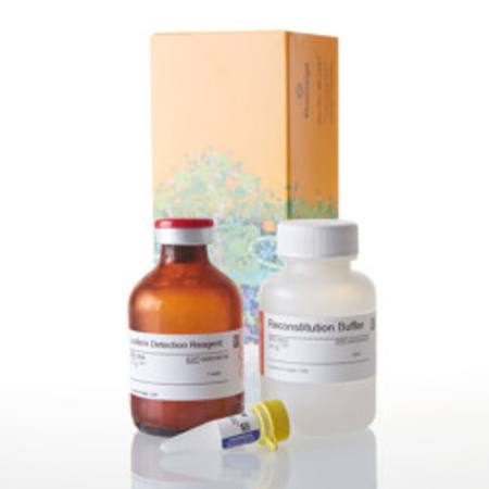 Buy P450-Glo(TM) CYP2C9 Assay, 50ml in NZ.