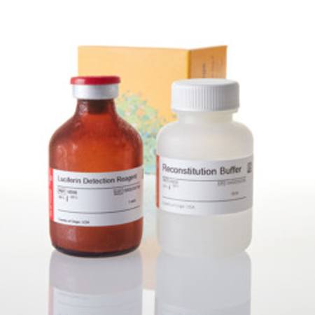 Buy Luciferin Detection Reagent, 50ml in NZ. 