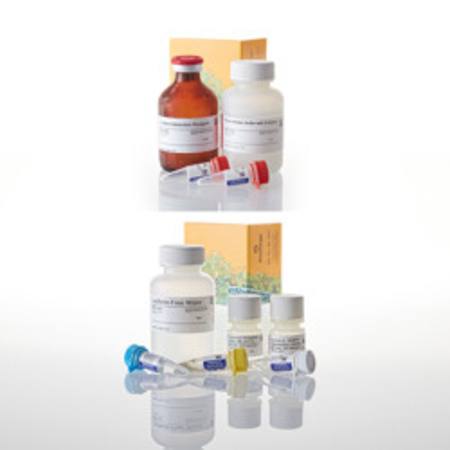 Buy P450-Glo(TM) CYP2C19 Screening System in NZ. 