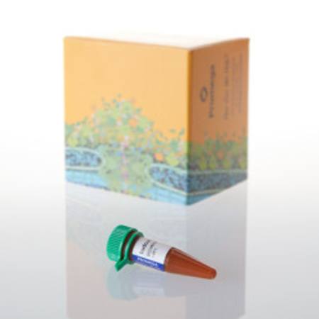 Buy Iodoacetamide, 15mg in NZ. 