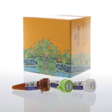 Buy NanoLuc(R) Labeling Kit in NZ. 