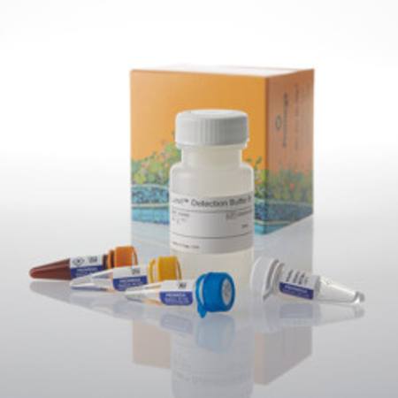 Buy Lumit(R) IL-17A (Human) Immunoassay, 1000 assays in NZ.
