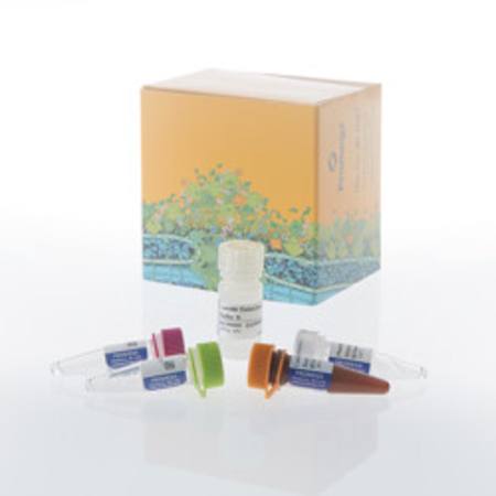 Buy Lumit(R) IL-8/CXCL8 (Human) Immunoassay, 100 assays in NZ. 