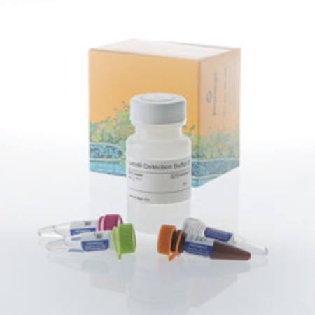 Buy Lumit(R) IL-8/CXCL8 (Human) Immunoassay, 1000 assays in NZ. 
