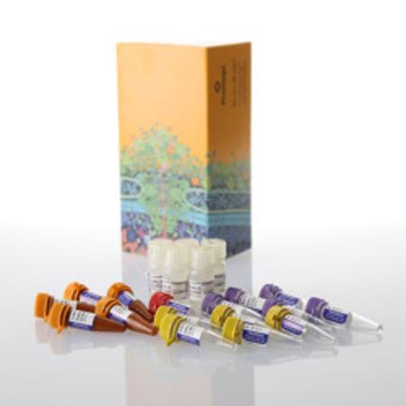 Buy Lumit(R) IL-6 (Human) Immunoassay, 500 assays in NZ. 
