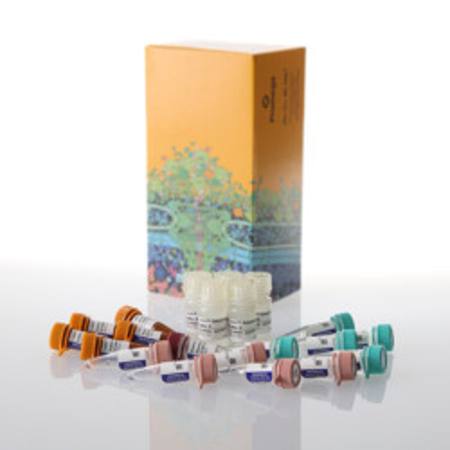 Buy Lumit(R) IL-4 (Human) Immunoassay, 500 assays in NZ.