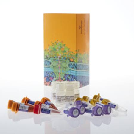 Buy Lumit(R) Mouse IL-1beta Immunoassay, 500 assays in NZ.
