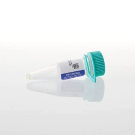 Buy Streptavidin, 1mg in NZ. 